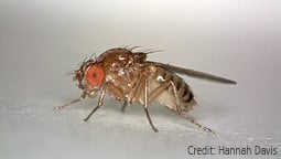 256px-Standing_female_Drosophila_melanogaster (credit: Hannah Davis)