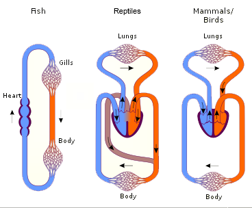 512px-Circulatory_systems_in_the_animal_kingdom Scivit, CC BY 4.0 <https://creativecommons.org/licenses/by/4.0>, via Wikimedia Commons