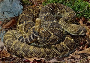 Western_Diamondback_Rattlesnake_(Crotalus_atrox) cc Peter Paplanus - https://www.flickr.com/photos/2ndpeter/50616693516/