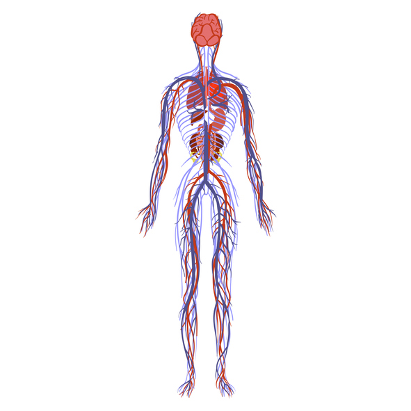 Surprising Facts About Your Circulatory System