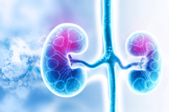 Transonic Kidneys