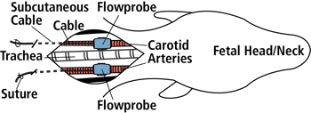 fetal lamb carotid