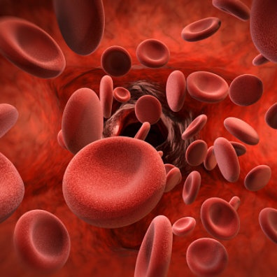 intra access blood flow measurements