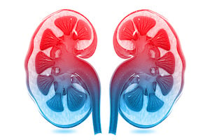 kidney news-3