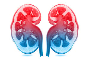 Kidney News Image